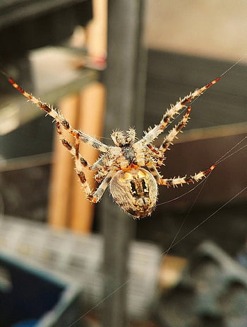 spider, arachnid, spider Web, cobweb, web, orb, weaver, insect, bug, arachnophobia, nature