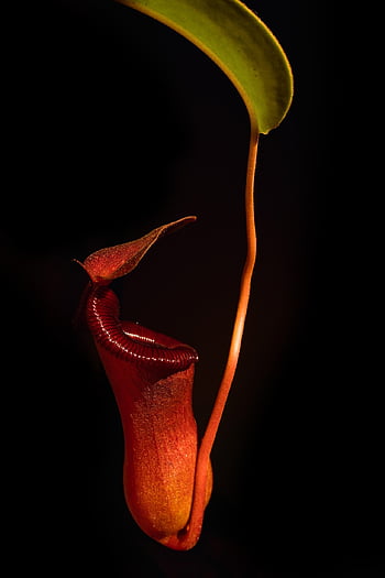 pitcher Plant, nepenthes, plant, leaf, carnivores, carnivorous, cases, tropical, briggsiana, lowii, botany