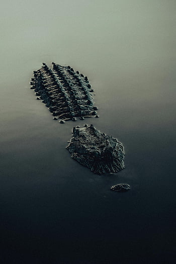 krokodýl, voda, aligátor, ponořené, klidné jezero, volně žijících živočichů, přirozené prostředí, klidný obraz, částečně ponořené, krokodýl ve vodě, aligátor v jezeře