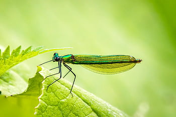 縞模様のデモイゼル、 わがままに、 オドナタ、 翼のある昆虫、 昆虫学、 翼、 昆虫、 動物相、 動物の世界、 閉じる、 自然