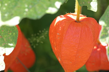čínské lucerny, physalis, Groundcherry, zahrada, oranžový, ovoce, physalis alkekengi, třešeň močového měchýře, zimní třešeň, rostlina, květiny
