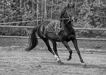 hest, ridning, sort og hvid, race, bevægelse, merry-go-round, heste-, heste, rytter, manke, dyr