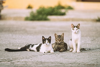 Kočky na chodníku, rozkošné kočky, ulice, Kočičí společnost, Lounging Cats, tři kočky, klidná scéna, pouliční kočky, kočky vozovky, roztomilé kočky, Venkovní kočky