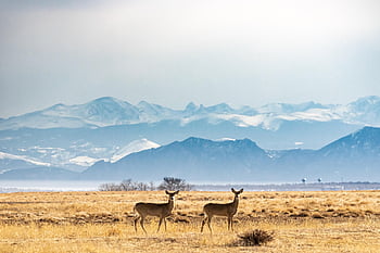 deer, meadow, wildlife, rocky Mountains, mountains, landscape, nature, wildlife Photography