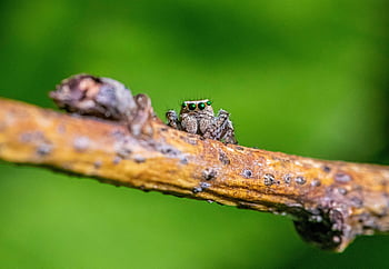 hmyz, entomologie, pavouk, zebra pavouk, skákání pavouk, Příroda, pavoukovec, zvíře, volně žijících živočichů, detailní, makro