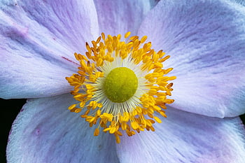 fleur, la nature, anémone, pétales, Floraison, pollen, belles fleurs, fond de fleur, décoratif, fermer, flore