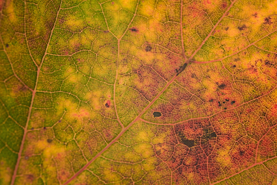 fall, leaf, background, abstract, nature, october, september, autumn, plant, tree, vibrant