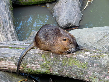 nutria, brown rodent, mossy log, body of water, moss-covered log, near water, captivating image, wildlife photography, natural habitat, riverbank scene, semi-aquatic animal