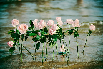 pink roses, water, shore, romantic scene, serene scene, delicate flowers, beach flowers, floral arrangement, nature photography, outdoor flowers, romantic photography