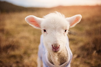 white sheep, cute lamb, woolly coat, sunlit pasture, innocent charm, baby sheep, fluffy lamb, pastoral scene, young sheep, farm animal, nature photography