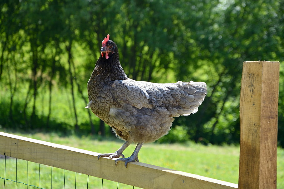 chicken, hen, poultry, farm Animal