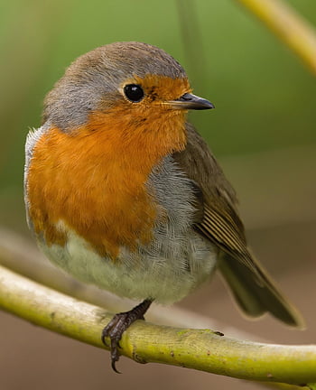 Robin Redbreast, pájaro, rama, posado, petirrojo europeo, Robin, pájaro paseriforme, animal, fauna silvestre, naturaleza, jardín