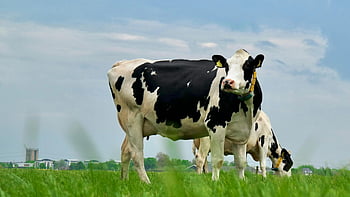 black and white cows, green grass field, Holstein cows, lush green pasture, clear blue sky, sunny day, grazing cows, farm animals, dairy cows, rural scene, outdoor photography