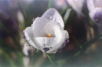 น้ำค้างยามเช้า, ดอกดินสีขาว, ดอกดินสีม่วง, Canon T90, Canon FD 1.4/50, Raynox DCR-2550, ฟิล์มโซลาริส, ภาพยนตร์ที่หมดอายุ, iso 100, ใกล้ชิด, การถ่ายภาพธรรมชาติ