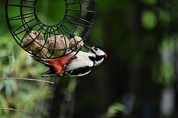 bird, woodpecker, great Spotted Woodpecker, forest Bird, tree, garden, nature, animal, forest, feeding, ornithology