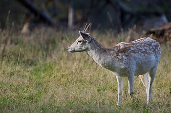 fallow Deer, deer, wildlife, animal, forest, fall, nature