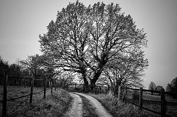 tree, deciduous Tree, landscape, fall, nature, grasslands, graze, black And White