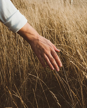 Ernteperson, getrocknetes Gras, goldener Weizen, ländliche Wiese, Sonnenuntergang, Ruhe, Schönheit der Natur, Hand berühren, heiter, draussen, Feld