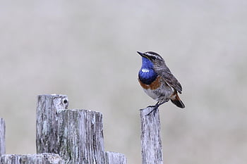 blue Throat, bird, perched, animal, feathers, plumage, beak, bill, bird Watching, ornithology, animal World