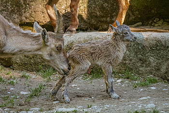 ibex, capricorn kitz, anak, bayi, imut, mamalia, tanduk, tali pusar, alpine ibex, kebun binatang, hellabrunn