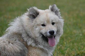 eurasier, Pes, zvíře, savec, psí, domácí, domácí zvíře, Příroda, rozkošný