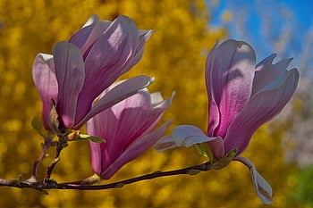 spring, magnolias, forsythia, bud, bloom, heaven, sky Blue, blue Sky, spring Awakening, magnolia Tree, garden
