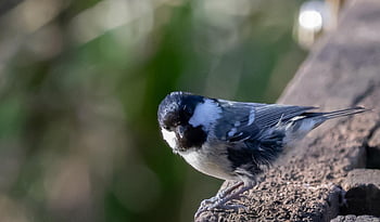 fűzfa, willowtit, táplálás, kis madár, fekete, természet, takarmány, madár, kert, aranyos, takarmányozás