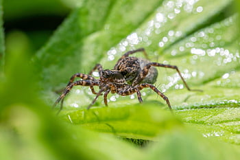 Acantholycosa Lignaria, pavoukovci, členovců, biodiverzity, Biologie ochrany, ekologická role, pavouci, preference stanovišť, Predátoři hmyzu, bezobratlých, přirozenou kontrolu škůdců