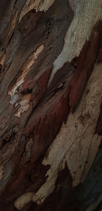 eucalyptus bark, tree bark, textured bark, natural patterns, earthy tones, close-up shot, eucalyptus tree, bark texture, tree texture, natural textures, earthy colors