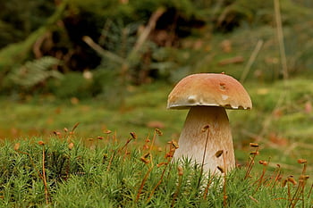 houba, les, podzim, mech, jedlý, jedlá houba, lesní podlaha, věda o houbách, zblízka, Příroda