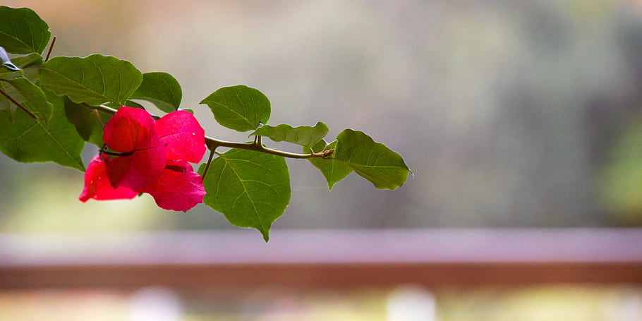 flower, red, leaves, green, branch, nature, outdoor, Hunter Valley, no copyright