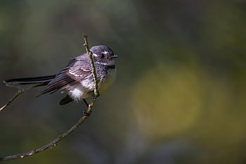 Šedý Fantail, domácí holub, pták, Rhipidura Albiscapa, posazený, zvíře, peří, zobák, účtovat, pozorování ptáků, ornitologie