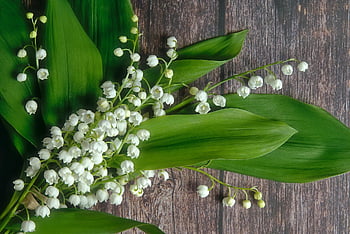 lily Of The Valley, flowers, bouquet, spring Flowers, spring, plant, fragrant, flora