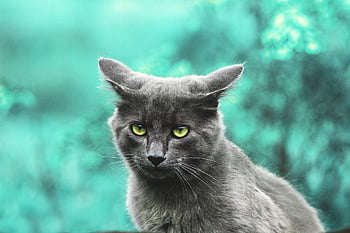 cat, gray Cat, outdoors, animal, feline, kitten, nature, forest, pet, cute