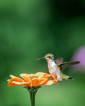 ハチドリ、 小さなハミングバード、 花の上に座って、 カラフルなハミングバード、 オレンジ色の花、 自然な設定、 飛行中、 給餌、 野生動物の写真、 自然写真、 鳥の写真