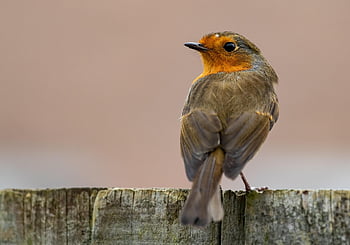 ロビン、 鳥、 ブランチ、 自然、 とまる、 ロビンレッドブレスト、 ヨーロッパロビン、 スズメ目の鳥、 動物、 野生動物、 閉じる