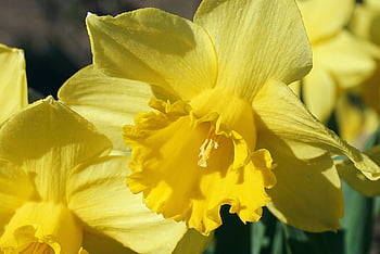 narcisy, květiny, žlutá, nový narcis, žlutý květ, žlutý narcis, kvetoucí, květ, velikonoční, rostlin, narcis