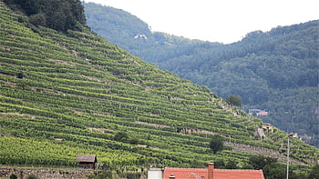 vineyard, vine, grapevine, wine, agriculture, landscape, wine Region, lower Austria, austria, wachau, terracing
