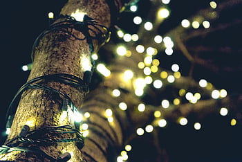 yellow string lights, brown tree, decorative lights, tree trunk, festive ambiance, glowing lights, night scene, outdoor lighting, string lights, tree decoration, festive lights