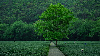 čaj pole, farmáři v práci, hangzhou, provincie Zhejiang, Čína, zářivá zelená, hluboký les, zemědělské scény, venkovské krajiny, čajové plantáže, Přírodní krásy