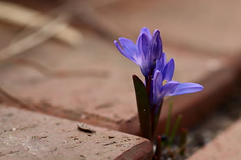 blue Asterisk, bluebell, blue, purple, blossoms, flower Background, blue Star, flower Wallpaper, beautiful Flowers, spring, scilla