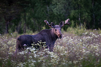 Los, elk, býk, zvíře, parohy, mužský los, savec, volně žijících živočichů, fauna, divočina, Příroda