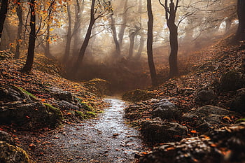 path, forest, trees, nature, ai Generated, fantasy, autumn, foggy