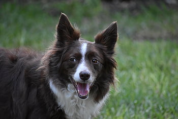 border Collie, dog, pet, collie, animal, domestic Dog, canine, mammal, fur, cute, nature