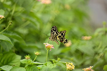 lime Butterfly, laptop Wallpaper, beautiful Wallpaper, butterfly, lantana, hd Wallpaper, full Hd Wallpaper, insect, wings, mac Wallpaper, lepidoptera