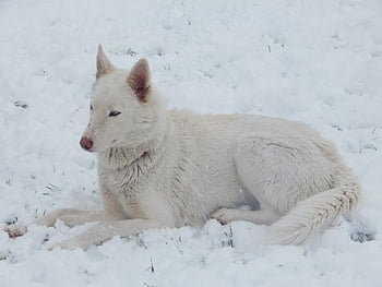 husky, siberian, dog, animal, nature, pet, domestic Animal, race, sled Dog, wolf, white