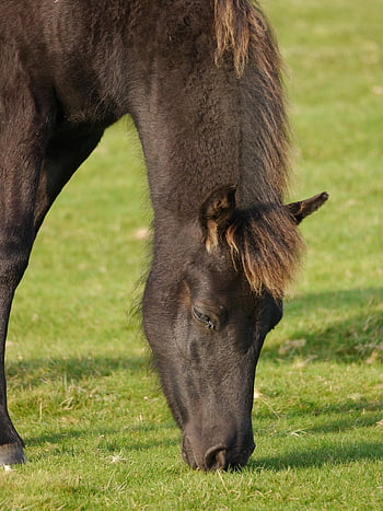 hayvan, otlak, çayır, midilli, kürk, kulak, doğa, otlama, park, dartmoor, Ulusal