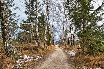 winter, path, forest Path, trail, trees, branches, bald, cold, empty, frosty, mood