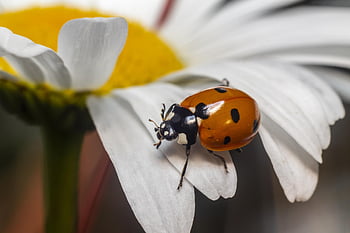 ladybird Beetle, coccinella Septempunctata, ladybug, insect, nature, beautiful Flowers, flower Wallpaper, beetle, macro, close-up, plant