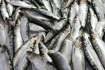 ikan sarden segar, pasar makanan laut, sisik mengkilap, tampilan close-up, ikan di atas es, ikan pasar, sarden di atas es, makanan laut segar, tampilan pasar, sisik ikan, sarden close-up